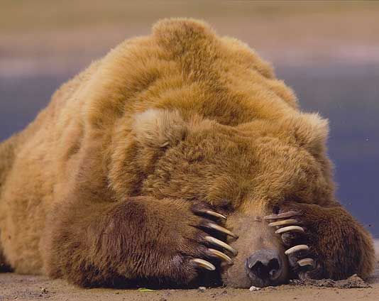 bears praying